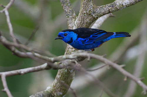 Opal-rumped tanager